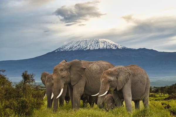 Safari de rêve au Kenya!