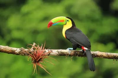 Escapade au Costa Rica