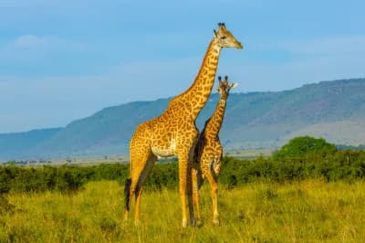 Kenya & Tanzanie